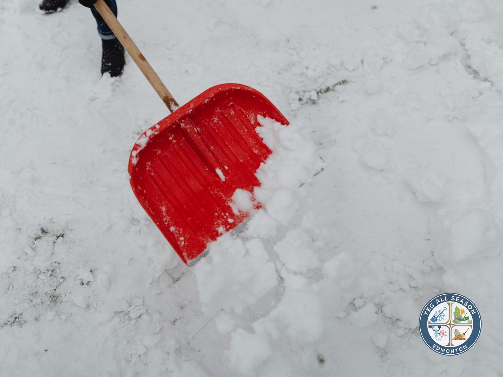 Shovelled and salted sidewalk beside a snowy yard